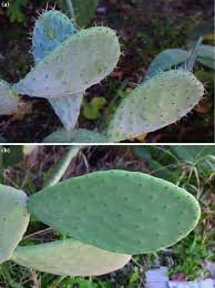 They possess chlorophyll and make sugar by combining carbon dioxide and water through photosynthesis. Cactus Pear Opuntia Spp Breeding Springerlink