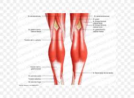 It works in conjunction as you can see in the diagram above, the lower leg and ankle is a complex system of muscles the. Knee Human Body Tendon Anatomy Diagram Png 600x600px Watercolor Cartoon Flower Frame Heart Download Free