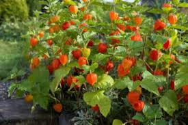 Maybe you would like to learn more about one of these? Chinese Lantern Plants Lovetoknow