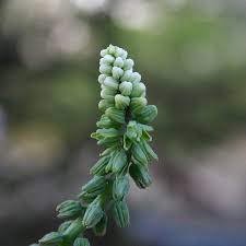 Image result for Androstachys