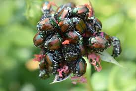 Japankäfer zoologie | zoologyzool popillia japonica → japanese beetle. Neue Gefahr Fur Einheimische Pflanzen Higgs