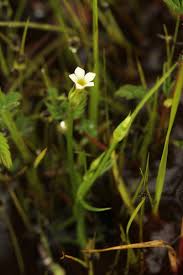 Image result for Exochaenium exiguum