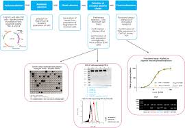 Maybe you would like to learn more about one of these? Recombinant Stable Cell Line Development Selvita