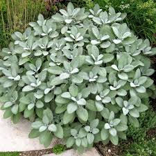 Image result for Bergia salaria
