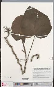 Image result for Begonia ampla