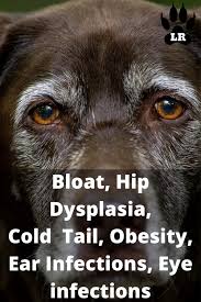 Mom was a black lab mix and dad was a golden retriever. Goldador A Golden Retriever Labrador Mix Labrottie Com