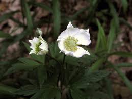 Image result for Aneilema johnstonii