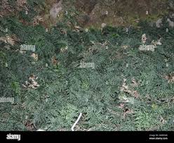 Image result for Vandenboschia