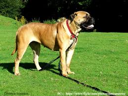 Bullmastiff Dog Size Bullmastiff Dog Information Center