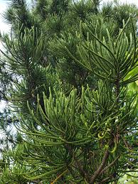 Image result for Araucaria columnaris
