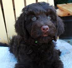 Check spelling or type a new query. Labradoodle Puppies Archives Pacific Rim Labradoodles