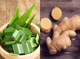 Aroma wangi daun padan juga menjadi salah satu daya tarik daun pandan disukai oleh masyarakat indonesia. Minum Rebusan Daun Jahe Dan Pandan Tiap Pagi Bisa Berikan Manfaat Luar Biasa Bagi Tubuh Pasti Bikin Ketagihan Semua Halaman Sajian Sedap