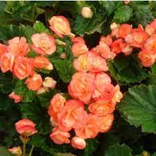 Begonia Solenia Apricot Annual Flowers Summer Flowers Begonia