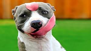 Chó pitbull hay còn được gọi với cái tên khác như american pitbull terrier, là loài chó được nhân giống bởi bàn tay của nước mỹ. My Pitbul How To Tranning Pitbull Steemit