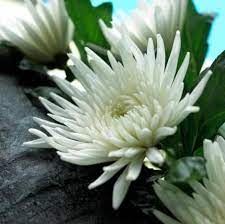 No One Spoke The Art Of Wonder White Chrysanthemum Chrysanthemum Flowers
