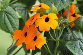 Image result for Thunbergia gregorii