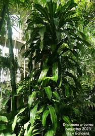 Image result for Dracaena camerooniana