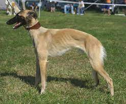 Ut enim ad minim veniam, quis nostrud. Longhaired Whippet Wikipedia