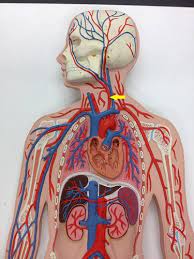 We did not find results for: Bio 211 Blood Vessels I Tunics Arteries Ttc Berkeley Bio Lab Flashcards Quizlet
