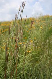 Image result for Andropogon