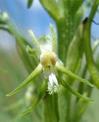 Image result for Habenaria galpinii