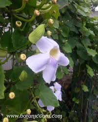Image result for Thunbergia graminifolia