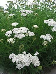 Achillea Flower Shop Mill Lane Best Flower Wallpaper