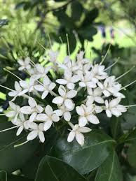 Image result for Pavetta revoluta