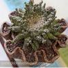 As long as it's about succulents you may post it here! 1
