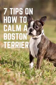 7 Tips To Calm A Hyper Boston Terrier Boston Terrier Society Boston Terrier Funny Boston Terrier Dog Boston Terrier