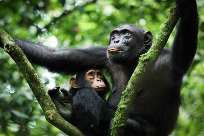 Chimpanzees in the forest during a primate experience in Uganda