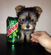 We did not find results for: Teacup Yorkie Puppies For Sale Oregon