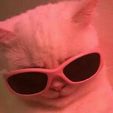 Love A Boy Right In 2020 Cute Cat Memes Cat Memes Cute Cat Wallpaper