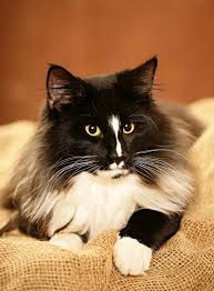 Highlighting his behavior that he loves to be picked up and caressed and expressively shows his. Norwegian Forest Cats