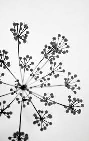 Black And White Plants Photography Plants Photography Black And White 28 Super Ideas Minimalist Photography Flowers Photography Wallpaper Plant Photography