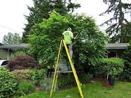 Pin On Tree Lopping