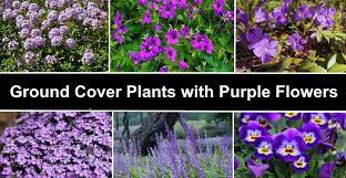 Creeping phlox grows well in poor soil conditions, including clay soil and rock gardens. Ground Cover Plants With Purple Flowers With Pictures Identification
