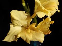 Image result for Gladiolus unguiculatus