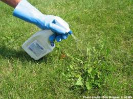 Maybe you would like to learn more about one of these? Managing Weeds In Lawns Umn Extension