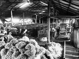A Shearing Shed In Australia Around 1900 S Sheep Shearing Australia History Australian Photography