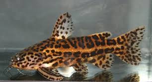 Probably the last time i see her with lights on. Liosomadoras Oncinus Jaguar Catfish Freshwater Catfish Pet Fish Fish