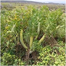 Image result for Kleinia