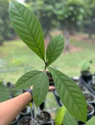 Image result for Barringtonia