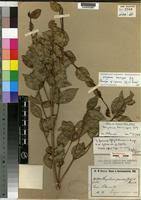 Image result for Strychnos henningsii