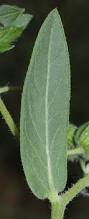 Image result for Trichodesma zeylanicum
