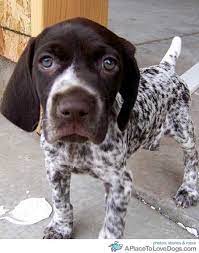 Check spelling or type a new query. Curiousity Pointer Puppies Puppies Cute Puppies