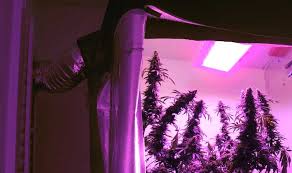 If you're planning for a smaller sized garden with fewer plants, then investing your money in massive high duty grow lights don't seem like the right move. Cannabis Grow Light Breakdown Heat Cost Yields Grow Weed Easy