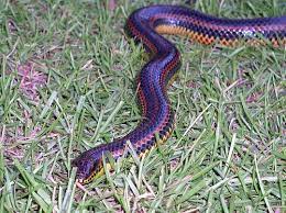 Rainbow Snake A Beautiful Endangered Snake That Lives In The Chesapeake Bay S Streams Swamps And Marshes Rainbow Snake Dream Snake Snake