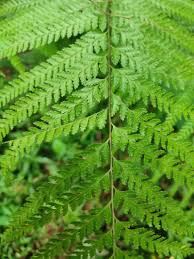 Image result for Pityrogramma