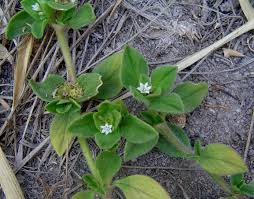 Image result for Richardia brasiliensis